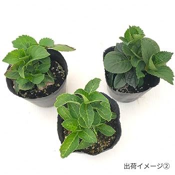Amazon.co.jp: 予約販売 アジサイ ブルーアース 碧い地球 9cm